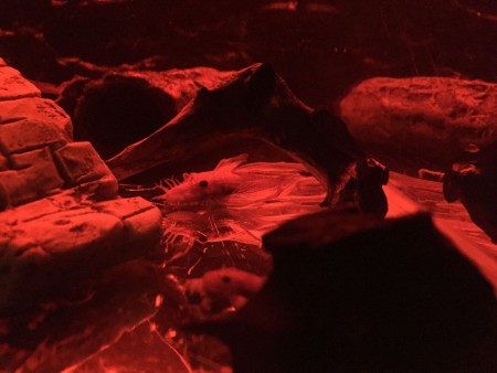 Ancistrus Red Longfin Man